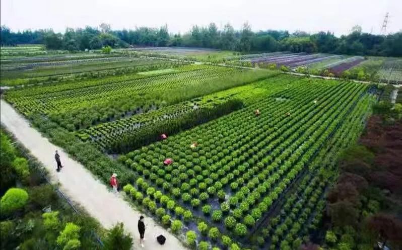 微信圖片_20191202115102.jpg 為公園城市美好而生 | 陌上花開花境園藝邀您參觀2020成都園林景觀展(圖9)